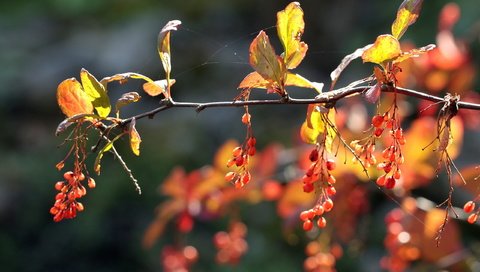 Обои ветка, природа, листья, осень, ягоды, плоды, branch, nature, leaves, autumn, berries, fruit разрешение 2560x1600 Загрузить