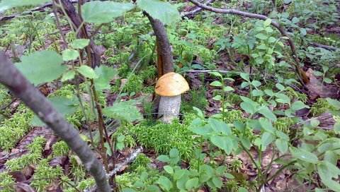Обои лес, грибы, forest, mushrooms разрешение 1920x1200 Загрузить