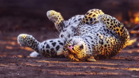 Обои спит, леопард, sleeping, leopard разрешение 1920x1200 Загрузить