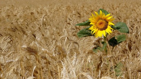 Обои поле, подсолнух, пшеница, field, sunflower, wheat разрешение 2560x1713 Загрузить