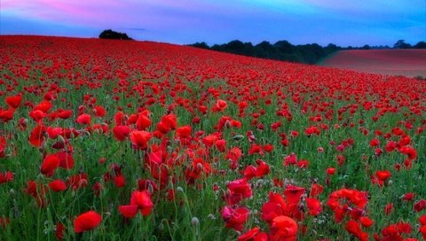 Обои небо, цветы, холмы, поле, красные, маки, луг, the sky, flowers, hills, field, red, maki, meadow разрешение 2048x1365 Загрузить