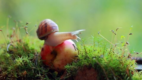 Обои природа, макро, мох, яблоко, улитка, nature, macro, moss, apple, snail разрешение 2560x1440 Загрузить