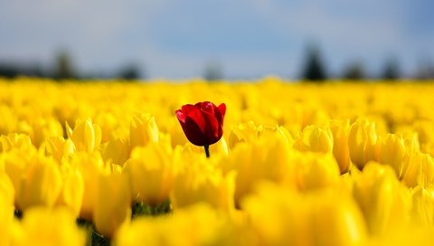 Обои цветы, поле, красный, весна, тюльпаны, желтые, flowers, field, red, spring, tulips, yellow разрешение 2046x1306 Загрузить