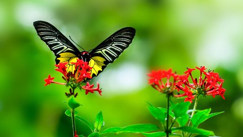 Обои листья, макро, цветок, бабочка, крылья, насекомые, растение, leaves, macro, flower, butterfly, wings, insects, plant разрешение 2048x1319 Загрузить