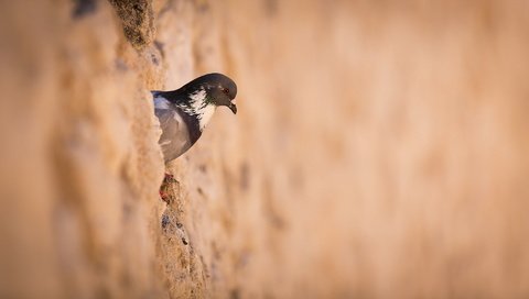 Обои стена, птица, голубь, птаха, wall, bird, dove разрешение 1920x1080 Загрузить