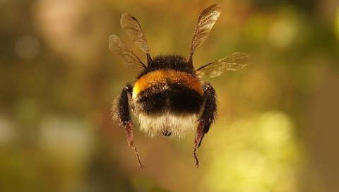 Обои макро, насекомое, фон, крылья, весна, шмель, macro, insect, background, wings, spring, bumblebee разрешение 2048x1363 Загрузить