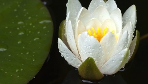 Обои цветок, капли, лепестки, лилия, белая, водяная, flower, drops, petals, lily, white, water разрешение 2048x1366 Загрузить