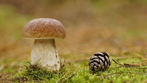 Обои природа, лес, макро, гриб, мох, шишка, nature, forest, macro, mushroom, moss, bump разрешение 2560x1701 Загрузить