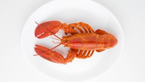 Обои белый фон, морепродукты, блюдо, клешни, рак, вареный, white background, seafood, dish, claws, cancer, boiled разрешение 1920x1438 Загрузить