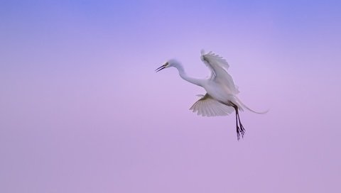 Обои небо, природа, полет, лапы, крылья, цапля, the sky, nature, flight, paws, wings, heron разрешение 2300x1527 Загрузить