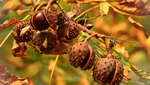 Обои ветка, природа, дерево, листья, макро, осень, плоды, каштаны, branch, nature, tree, leaves, macro, autumn, fruit, chestnuts разрешение 2560x1642 Загрузить