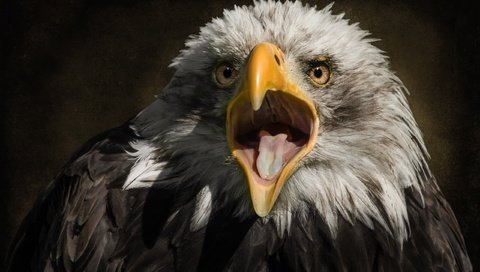 Обои хищник, птица, клюв, белоголовый орлан, ellen-ow, predator, bird, beak, bald eagle разрешение 2560x1707 Загрузить