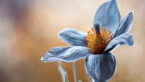 Обои макро, цветок, лепестки, весна, сон-трава, прострел, pulsatilla, macro, flower, petals, spring, sleep-grass, cross разрешение 2048x1397 Загрузить