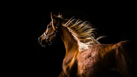 Обои лошадь, профиль, темный фон, конь, грива, бег, horse, profile, the dark background, mane, running разрешение 2048x1420 Загрузить