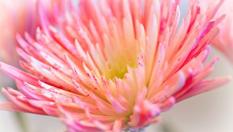 Обои макро, цветок, лепестки, розовый, хризантема, ~dgh~, wisps of pink, macro, flower, petals, pink, chrysanthemum разрешение 2048x1360 Загрузить