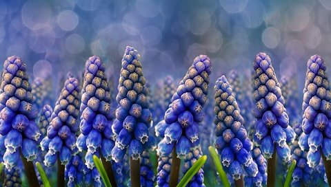 Обои цветы, мускари, мышиный гиацинт, flowers, muscari, hyacinth mouse разрешение 2560x1440 Загрузить