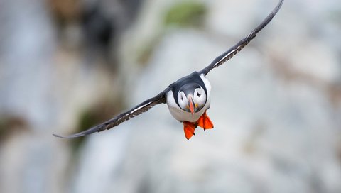 Обои полет, крылья, птица, клюв, тупик, атлантический тупик, puffin, flight, wings, bird, beak, stalled, atlantic puffin разрешение 2048x1461 Загрузить