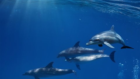 Обои солнце, океан, дельфины, дельфин, подводный мир, the sun, the ocean, dolphins, dolphin, underwater world разрешение 5184x4608 Загрузить