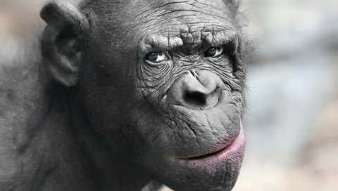 Обои морда, взгляд, животное, обезьяна, шимпанзе, face, look, animal, monkey, chimpanzees разрешение 1920x1200 Загрузить