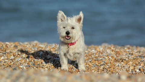 Обои камни, собака, вест-хайленд-уайт-терьер, stones, dog, the west highland white terrier разрешение 3600x2252 Загрузить