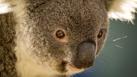 Обои животные, австралия, коала, травоядное, сумчатое, сумчатые, animals, australia, koala, herbivores, marsupials разрешение 1920x1280 Загрузить