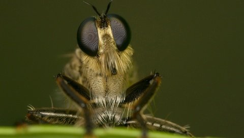 Обои глаза, макро, насекомое, лапки, муха, крупным планом, eyes, macro, insect, legs, fly, closeup разрешение 1920x1444 Загрузить