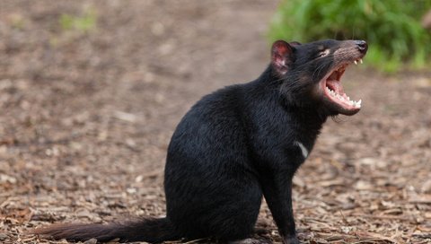 Обои зверек, пасть, тасманийский дьявол, animal, mouth, tasmanian devil разрешение 2050x1367 Загрузить