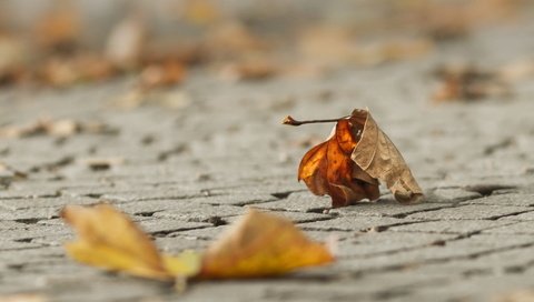 Обои макро, осень, лист, macro, autumn, sheet разрешение 1920x1200 Загрузить