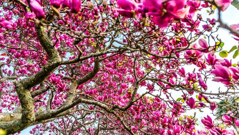 Обои цветы, дерево, ветки, магнолия, flowers, tree, branches, magnolia разрешение 2048x1367 Загрузить