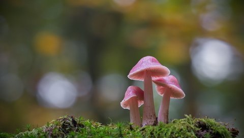 Обои природа, осень, гриб, nature, autumn, mushroom разрешение 1920x1278 Загрузить