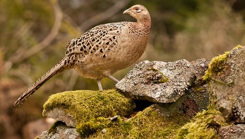 Обои камни, птица, мох, фазан, stones, bird, moss, pheasant разрешение 2048x1365 Загрузить