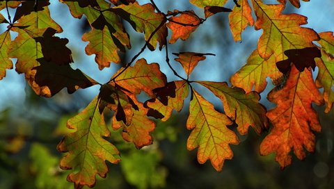 Обои природа, листья, осень, nature, leaves, autumn разрешение 2048x1365 Загрузить