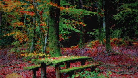 Обои лес, осень, скамья, forest, autumn, bench разрешение 2560x1707 Загрузить