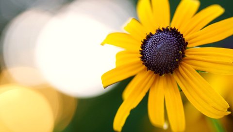 Обои желтый, макро, цветок, боке, рудбекия, yellow, macro, flower, bokeh, rudbeckia разрешение 6000x4000 Загрузить