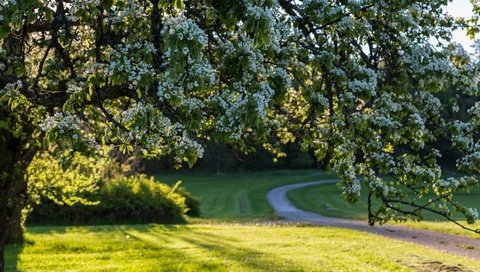 Обои дорога, дерево, цветение, весна, швеция, цветки, road, tree, flowering, spring, sweden, flowers разрешение 2880x1923 Загрузить