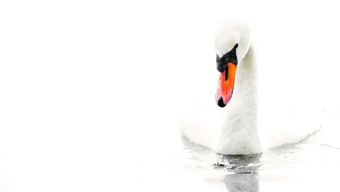 Обои вода, белый, птица, белый фон, лебедь, water, white, bird, white background, swan разрешение 2048x1342 Загрузить