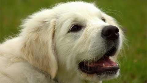 Обои морда, собака, золотистый ретривер, голден ретривер, face, dog, golden retriever разрешение 1920x1228 Загрузить