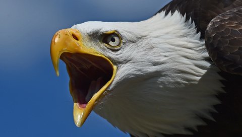 Обои хищник, птица, клюв, голова, белоголовый орлан, predator, bird, beak, head, bald eagle разрешение 2915x1676 Загрузить