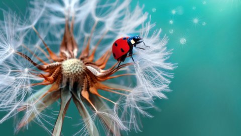 Обои жук, макро, божья коровка, одуванчик, beetle, macro, ladybug, dandelion разрешение 2048x1407 Загрузить