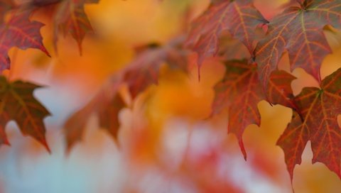 Обои листья, макро, осень, клен, leaves, macro, autumn, maple разрешение 2880x1185 Загрузить