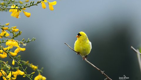 Обои ветка, природа, птица, щегол, carduelis tristis, branch, nature, bird, goldfinch разрешение 1920x1200 Загрузить