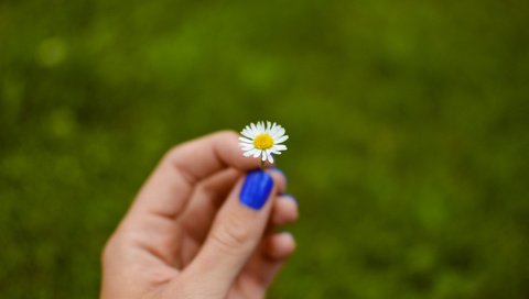 Обои рука, цветок, лепестки, ромашка, hand, flower, petals, daisy разрешение 6016x4000 Загрузить