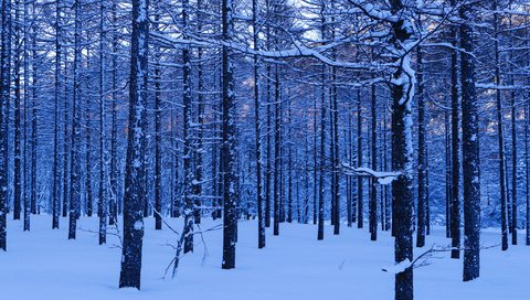 Обои деревья, снег, лес, зима, стволы, trees, snow, forest, winter, trunks разрешение 2048x1458 Загрузить