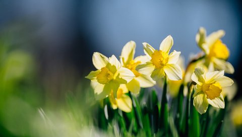 Обои цветы, лепестки, нарциссы, желтые, flowers, petals, daffodils, yellow разрешение 2048x1347 Загрузить