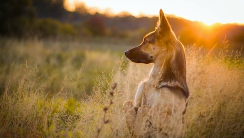 Обои трава, природа, закат, собака, луг, немецкая овчарка, стойка, grass, nature, sunset, dog, meadow, german shepherd, stand разрешение 4272x2610 Загрузить