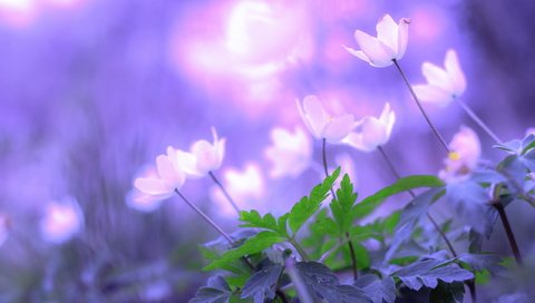 Обои цветы, природа, весна, flowers, nature, spring разрешение 2560x1600 Загрузить