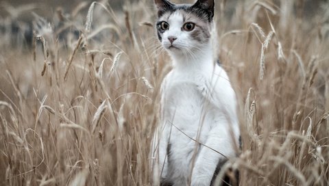 Обои кот, поле, кошка, колосья, стойка, cat, field, ears, stand разрешение 3600x2240 Загрузить