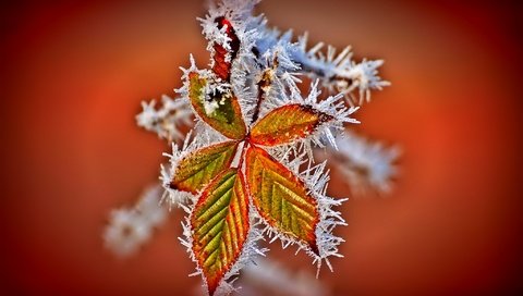 Обои листья, иней, осень, leaves, frost, autumn разрешение 2048x1361 Загрузить