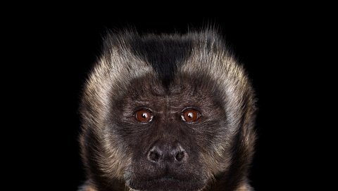 Обои фон, взгляд, черный фон, обезьяна, примат, capuchin monkey, капуцин, background, look, black background, monkey, the primacy of разрешение 1920x1288 Загрузить