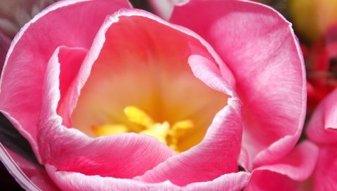 Обои макро, цветок, весна, тюльпан, macro, flower, spring, tulip разрешение 5120x2880 Загрузить